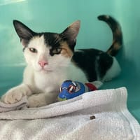 KELLY, chatte à adopter