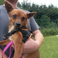 BEKI, chienne à adopter