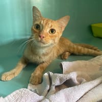 TANANA, chatte à adopter