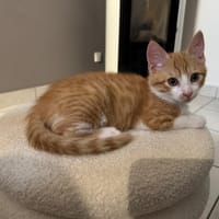 WYDER, chat à adopter