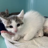 KISU, chatte à adopter