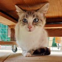 CURLY, chatte à adopter