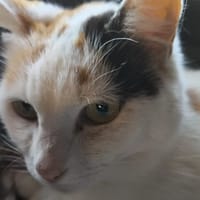 NOUGATINE, chatte à adopter