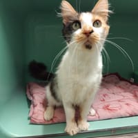 LAMBADA PAB28797, chatte à adopter