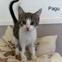 Pagu, chat à adopter