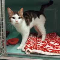 BANDIT PAB28819, chat à adopter