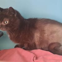 Lila, chatte à adopter