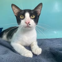 SCRAT, chat à adopter