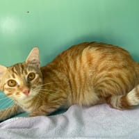 SID, chat à adopter