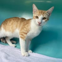 DIEGO, chat à adopter