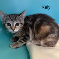 Kaly, chatte à adopter