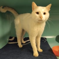 SNOW PAB28816, chat à adopter