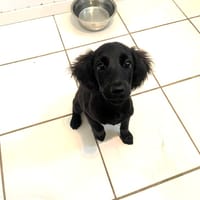 LUCHA, chienne à adopter