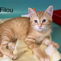 Filou, chat à adopter