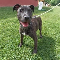 BITUME, chien à adopter