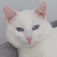 BOUNTY (réservé), chat à adopter