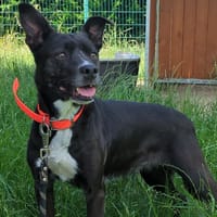 LUNA, chienne à adopter