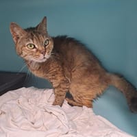Léa, chatte à adopter