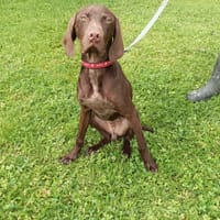 PETER, chien à adopter