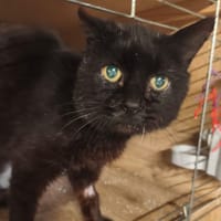 BAGERA, chat à adopter
