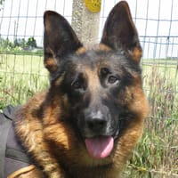 SNOBE, chien à adopter