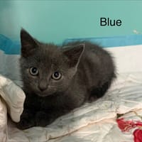 Blue, chat à adopter
