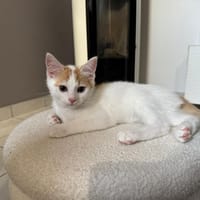 WOLFGANG, chat à adopter