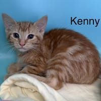 Kenny, chat à adopter