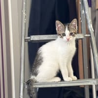 WIM, chat à adopter