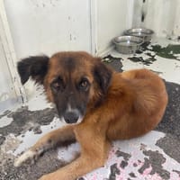 DUKE, chien à adopter