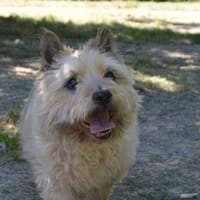 HODY CHAO, chien à adopter