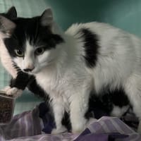 ROSY, chatte à adopter