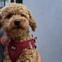 PICOT, chien à adopter