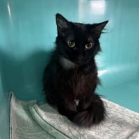 EMMA, chatte à adopter