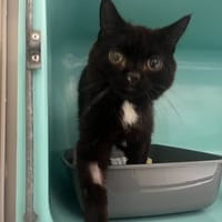 OSLO, chat à adopter