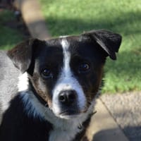 BINGO CHAO, chien à adopter