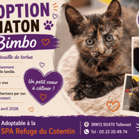 BIMBO, chatte à adopter