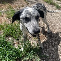 PATCH, chien à adopter