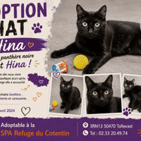 HINA, chatte à adopter