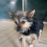 CHIPIE (réservéé), chienne à adopter