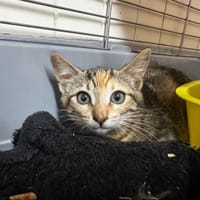 Gaya [Chaton], chatte à adopter