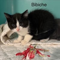BIBICHE, chatte à adopter