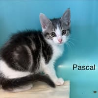 Pascal, chat à adopter