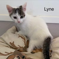 Lyne, chatte à adopter