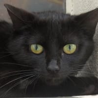 MERCURE, chatte à adopter