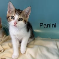 Panini, chat à adopter