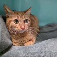 Ice Tea, chatte à adopter