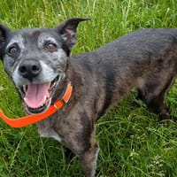 JOYCE, chienne à adopter
