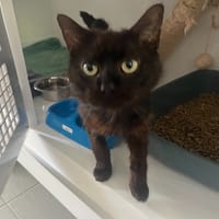 POUXY, chat à adopter
