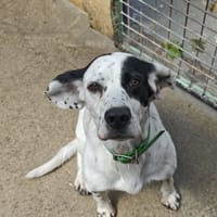 pilou, chien à adopter